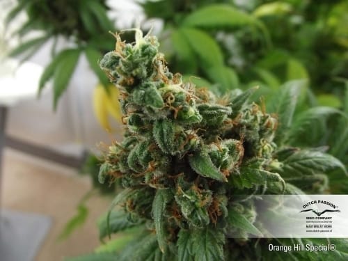 Orange Hill Special by Dutch Passion Seeds – Outdoor cultivation – Citrus – Regular – image 5 – Seed City