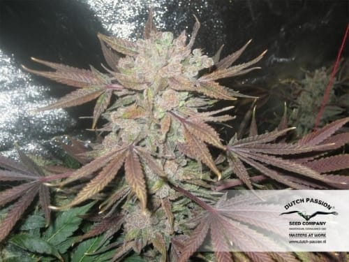 Orange Hill Special by Dutch Passion Seeds – Super Strength – Body Stone – Citrus – image 6 – Seed City