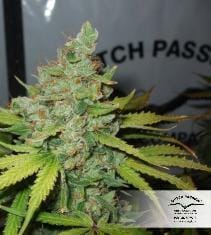 Orange Hill Special by Dutch Passion Seeds – 50% Indica/50% Sativa – Citrus – Middle of October – image 8 – Seed City