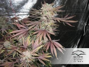 Orange Hill Special by Dutch Passion Seeds – Body Stone – 12/12 Photoperiod – Regular – image 9 – Seed City