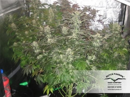 Orange Hill Special cannabis seeds – 50% Indica/50% Sativa – 12/12 Photoperiod – Regular – image 11 from Seed City