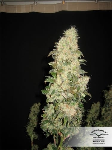 Orange Hill Special by Dutch Passion Seeds – Regular – Outdoor cultivation – Citrus – image 13 – Seed City