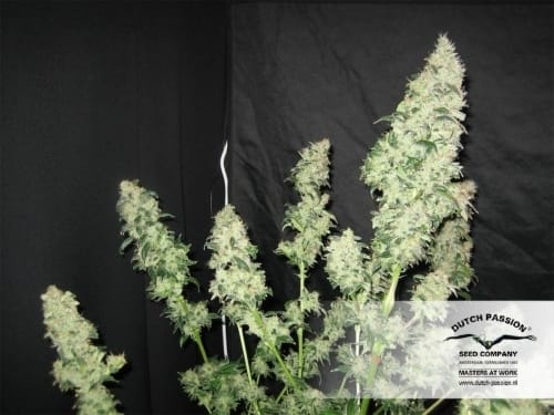 Orange Hill Special by Dutch Passion Seeds – Body Stone – Middle of October – 12/12 Photoperiod – image 14 – Seed City