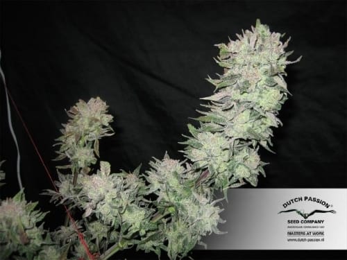 Orange Hill Special cannabis seeds – Body Stone – Super Strength – Regular – image 15 from Seed City
