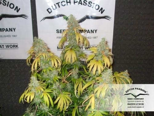 Orange Hill Special by Dutch Passion Seeds – Citrus – Middle of October – 12/12 Photoperiod – image 16 – Seed City