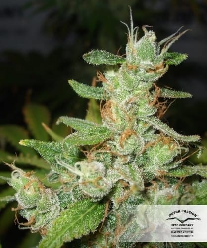 Orange Hill Special by Dutch Passion Seeds – Middle of October – Regular – Body Stone – image 19 – Seed City