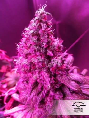 Orange Hill Special by Dutch Passion Seeds – Citrus – 50% Indica/50% Sativa – Outdoor cultivation – image 18 – Seed City