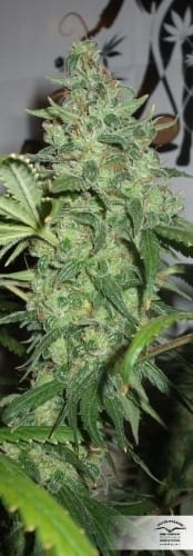 Orange Hill Special by Dutch Passion Seeds – Outdoor cultivation – Body Stone – Super Strength – image 20 – Seed City