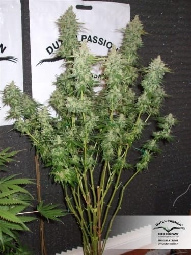 Orange Hill Special by Dutch Passion Seeds – Regular – Body Stone – Middle of October – image 21 – Seed City