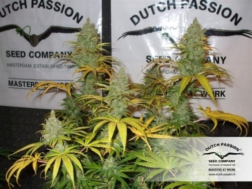 Orange Hill Special from Dutch Passion Seeds