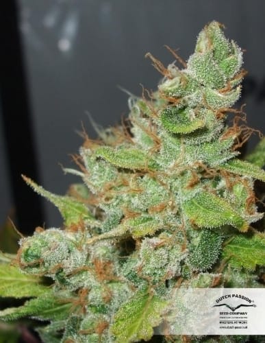 showing Body Stone – Outdoor cultivation – Regular – image 22 – Seed City