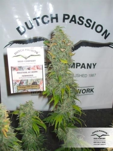 Orange Hill Special by Dutch Passion Seeds – Middle of October – Citrus – Outdoor cultivation – image 23 – Seed City