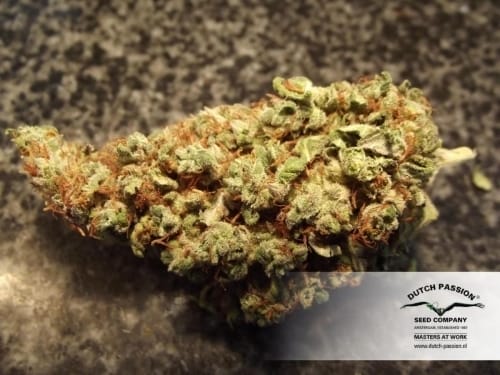 Citrus – Body Stone – Regular – Orange Hill Special strain – image 24 – from Dutch Passion Seeds via Seed City