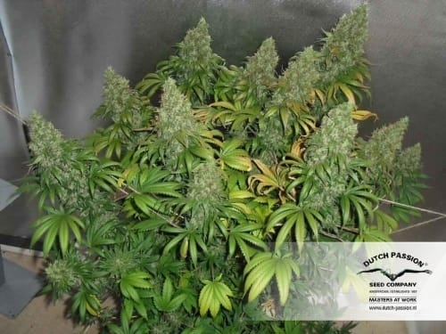 Image 25 of Orange Hill Special cannabis by Dutch Passion Seeds – Citrus – Regular – Body Stone – Seed City