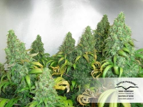 Orange Hill Special cannabis seeds – Regular – Body Stone – Citrus – image 26 from Seed City