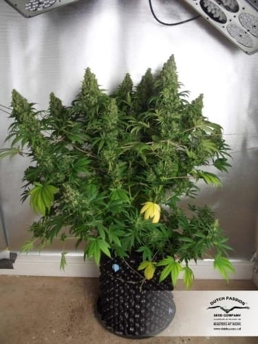 Orange Hill Special by Dutch Passion Seeds – Body Stone – Middle of October – 12/12 Photoperiod – image 27 – Seed City
