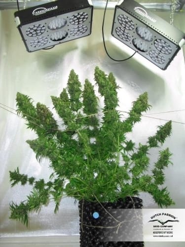 Orange Hill Special by Dutch Passion Seeds – Body Stone – 12/12 Photoperiod – Regular – image 28 – Seed City