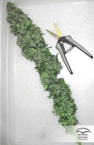 Orange Hill Special cannabis seeds – Super Strength – Body Stone – 50% Indica/50% Sativa – image 29 from Seed City