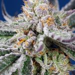 Orange Apricot Glue XL Auto cannabis seeds – Auto-Flowering – Indica-heavy – Short (up to 80cm) – image 1 from Seed City
