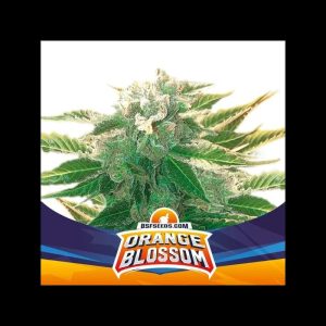 Orange Blossom XXL Auto