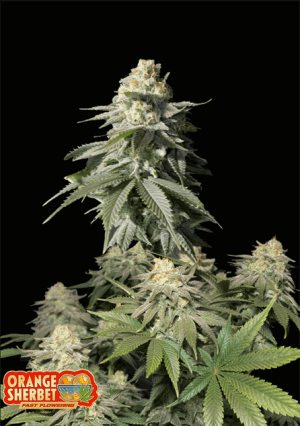 Orange Sherbet Fast Flowering