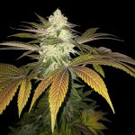 Sweet – Euphoric – Suited for indoor growing – Orangesicle strain – image 1 – from TH Seeds via Seed City