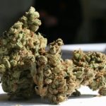 Image 3 of Original Amnesia cannabis by Super Strains – The End of October – Relaxing – 12/12 Photoperiod – Seed City