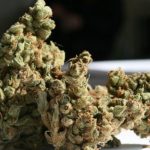 Indoor – Feminized – The End of October – Original Amnesia strain – image 4 – from Super Strains via Seed City