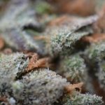 Feminized – Sativa Dominant – The End of October – Original Amnesia strain – image 5 – from Super Strains via Seed City