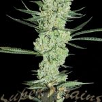 The End of October – Musky – 12/12 Photoperiod – Original Amnesia strain – image 6 – from Super Strains via Seed City