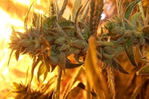 Image 2 of Original Diesel Haze cannabis by Connoisseur Genetics – Large yield – Indoor – Super Strength – Seed City