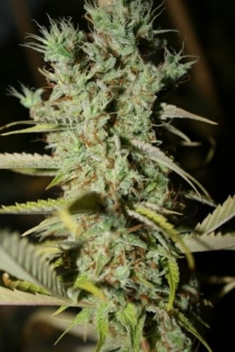 Original Diesel Haze from Connoisseur Genetics