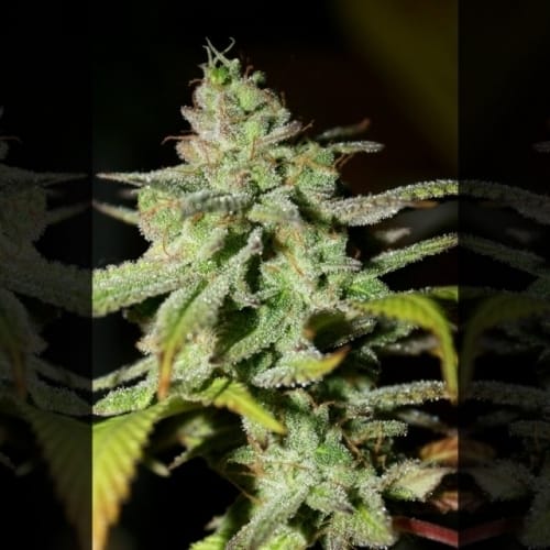 Large yield – Super Strength – Indoor – Original Diesel Haze strain – image 4 – from Connoisseur Genetics via Seed City