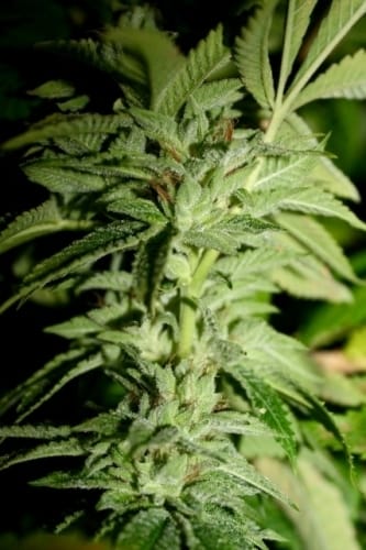 Original Diesel Haze cannabis seeds – Indoor – Super Strength – 12/12 Photoperiod – image 5 from Seed City