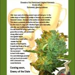 Original Amnesia cannabis seeds – Relaxing – Musky – Indoor – image 2 from Seed City