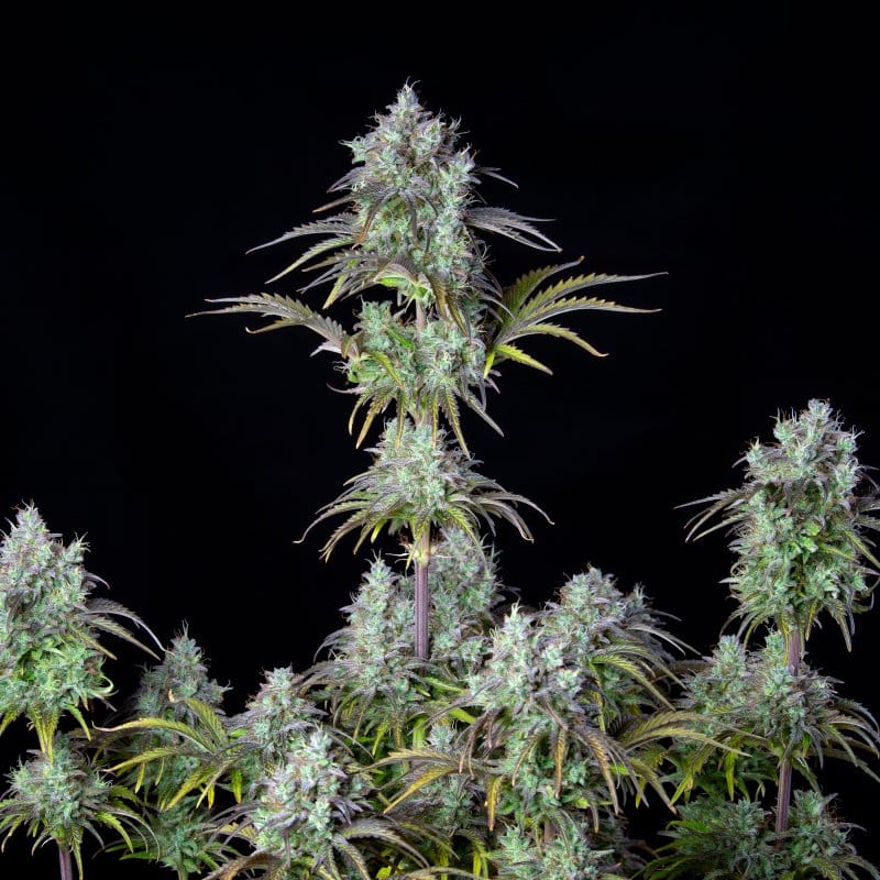 Original Big Bud Auto cannabis seeds – Insomnia – Outdoor – Female seeds – image 1 from Seed City
