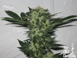 Original Sour Diesel