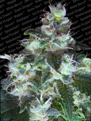 Original White Widow (IBL) cannabis seeds – Female seeds – Piney – Super Strength – image 1 from Seed City