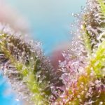 Purple Punch OG by Sweet Seeds – 12/12 Photoperiod – Sweet – Middle of September – image 2 – Seed City