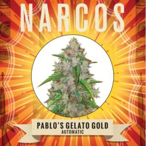 Pablos Gelato Gold Auto from Narcos Seedbank