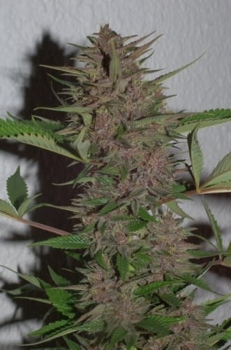 Image 2 of Pakistan Chitra Kush cannabis by Ace Seed bank – Feminized – Indoor-friendly – Indica – Seed City