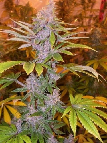 Pakistan Chitra Kush by Ace Seed bank – Indoor-friendly – Indica – Feminized – image 3 – Seed City