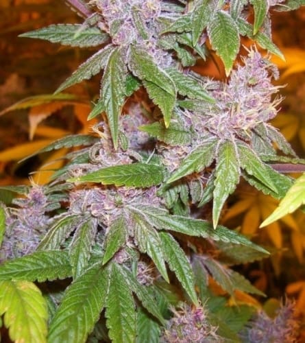 Image 5 of Pakistan Chitra Kush cannabis by Ace Seed bank – The End of September – Fruity – Indoor-friendly – Seed City
