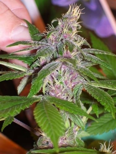Indica – 12/12 Photoperiod – Feminized – Pakistan Chitra Kush strain – image 7 – from Ace Seed bank via Seed City
