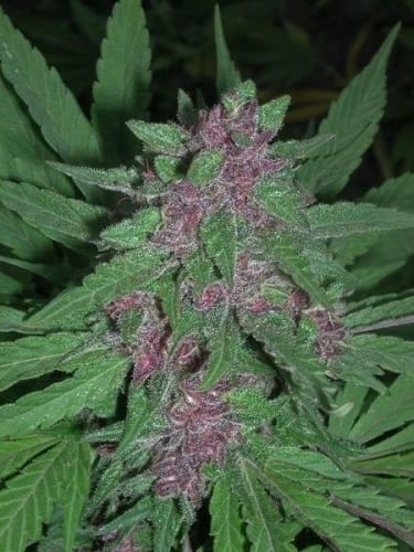 Pakistan Chitra Kush from Ace Seed bank