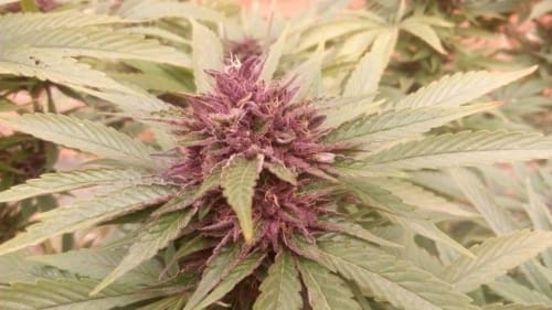 showing Indoor-friendly – Indica – Fruity – image 9 – Seed City