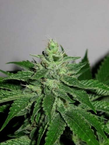 Image 10 of Pakistan Chitra Kush cannabis by Ace Seed bank – 12/12 Photoperiod – Indica – Relaxing – Seed City