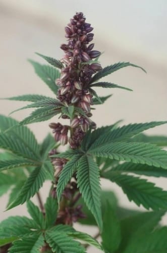 Pakistan Chitra Kush cannabis seeds – Feminized – Fruity – Relaxing – image 13 from Seed City