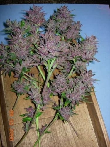 12/12 Photoperiod – Fruity – Indoor-friendly – Pakistan Chitra Kush strain – image 15 – from Ace Seed bank via Seed City