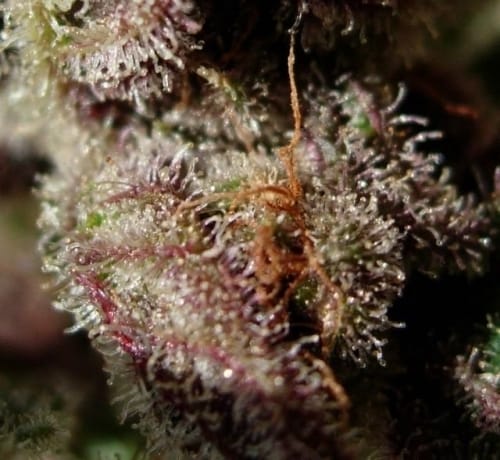 showing Relaxing – Indica – Indoor-friendly – image 16 – Seed City